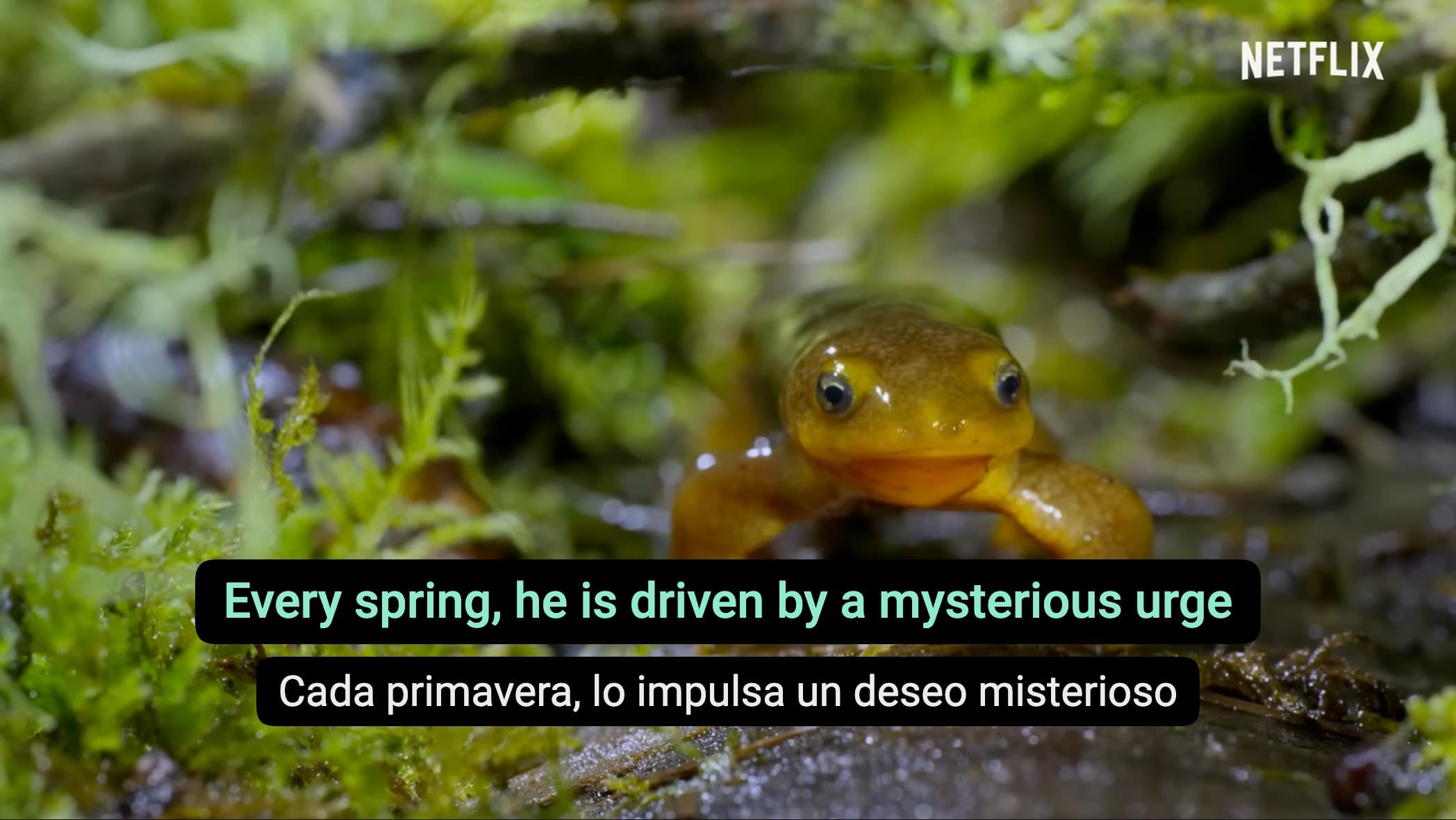 DoubleSubs showing two subtitle tracks at once over a nature documentary