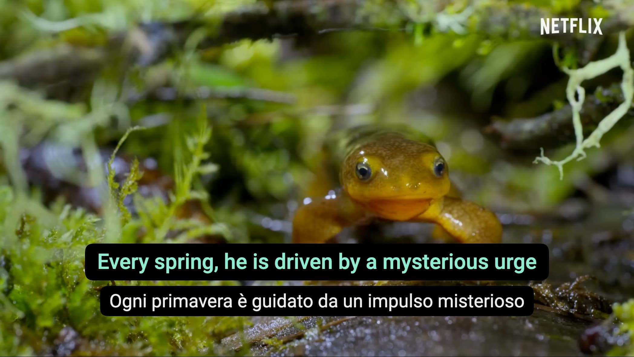 DoubleSubs mostra due tracce di sottotitoli insieme su un documentario naturalistico